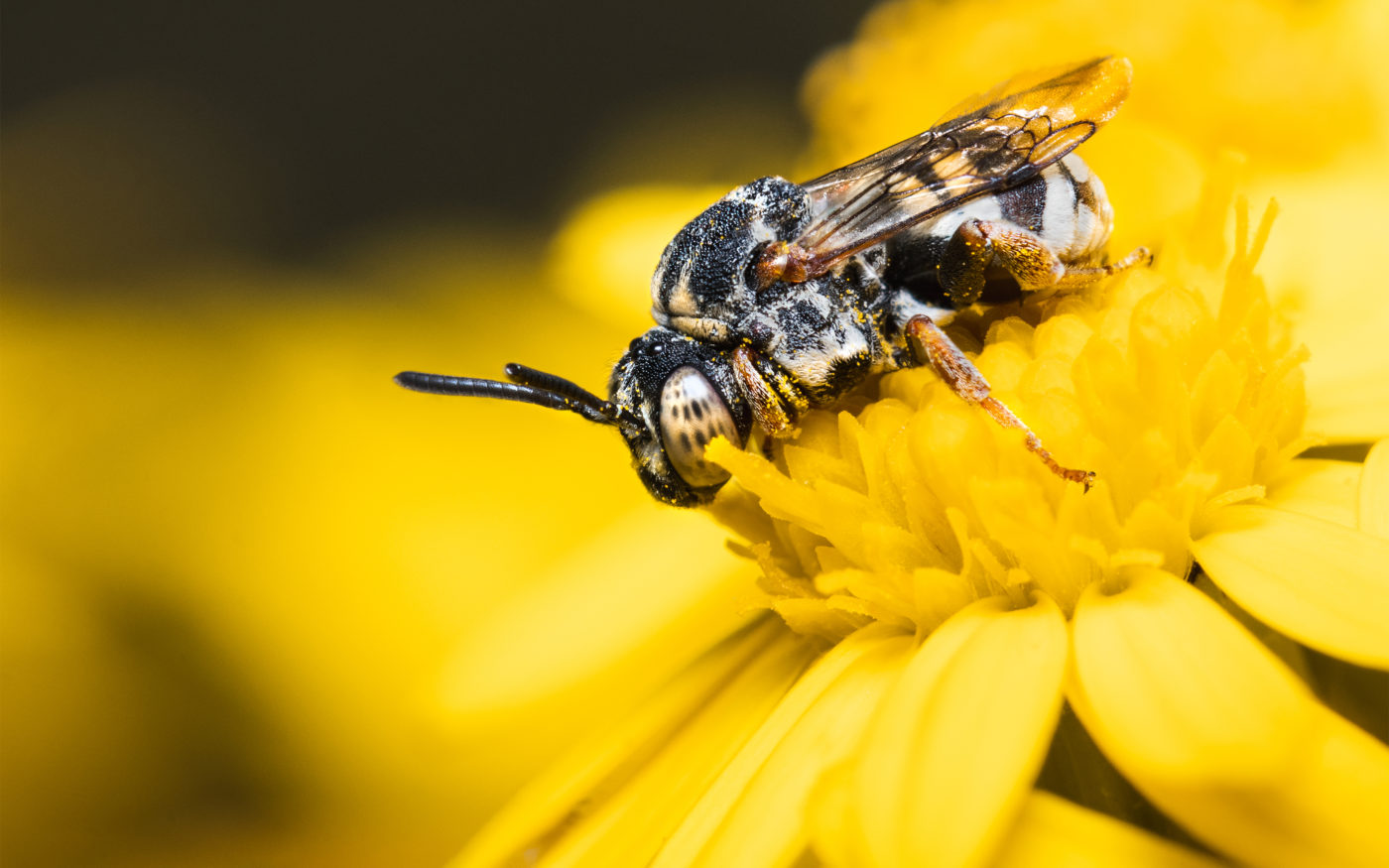 Epeolus sp bee on a yellow common ragwort flower